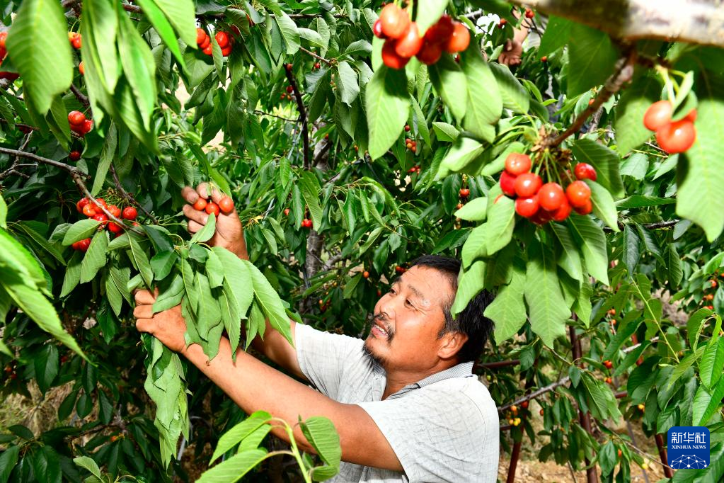 山东泰安：万亩红樱桃 结出“致富果”_fororder_2