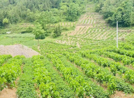 【原创】2023中国（重庆）蚕桑丝绸产业高质量发展大会将在奉节举行_fororder_微信图片_20230615113123