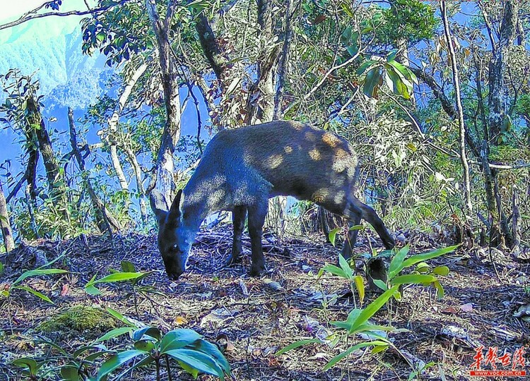 湖南：生物多样 我们守护