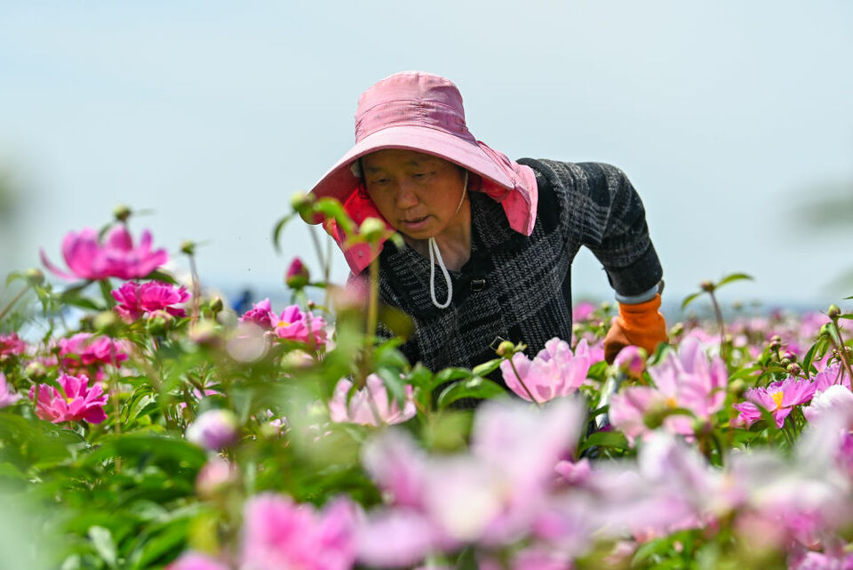 追着花儿看新疆|幸福像花儿一样——新疆“花经济”带动群众致富