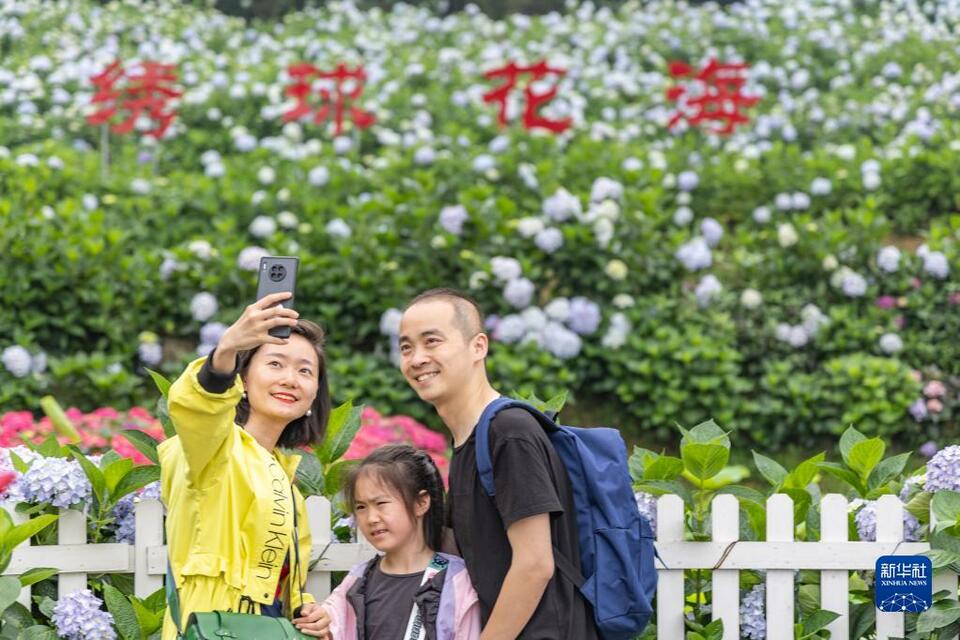 重庆巴南：绣球花开迎客来