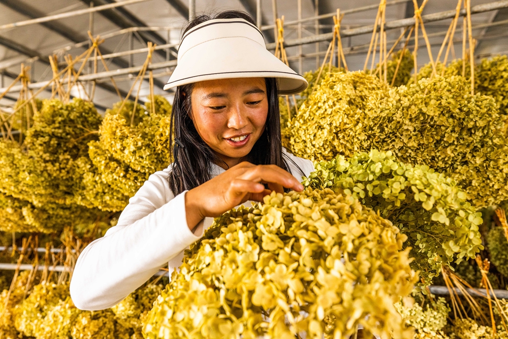 贵州赫章：绣球花开富山乡_fororder_2023年6月16日，村民在贵州省毕节市赫章县铁匠乡中井村查看绣球花脱水情况。罗大富 摄
