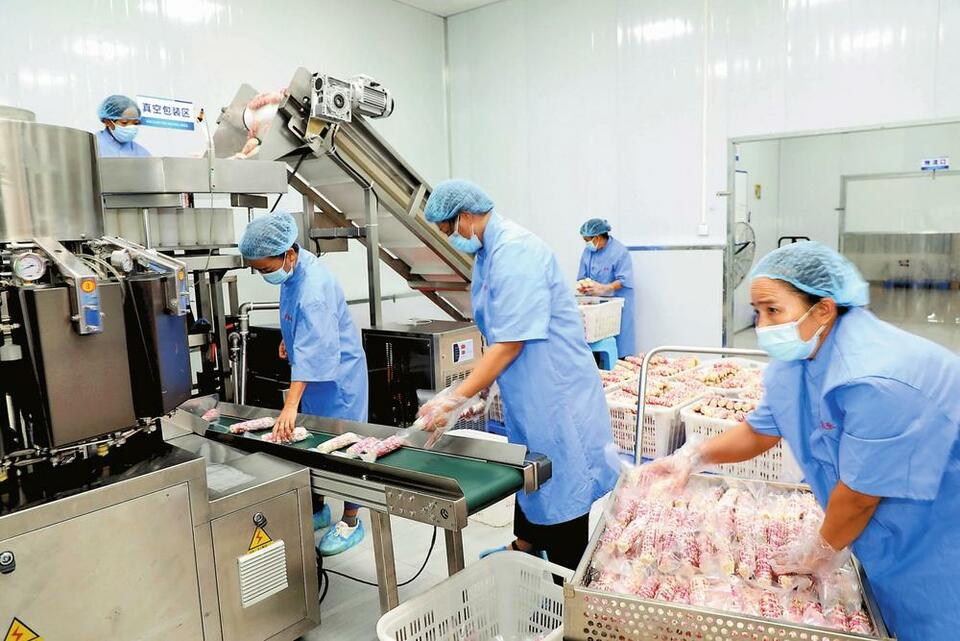 西双版纳小糯玉米产业化推动 品牌化打造