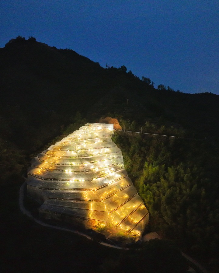 丽水：杨梅大棚“星光灿烂” 夏季限定迎上市_fororder_1685019431376_646f5b27fb0f690001bf59b8