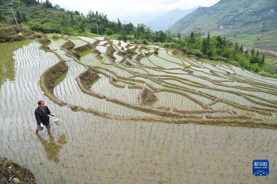 福建尤溪：联合梯田重焕生机