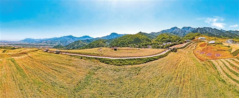 荞麦花开绘新景 农旅融合促振兴 蓝田县绘就乡村美丽新画卷_fororder_图片11