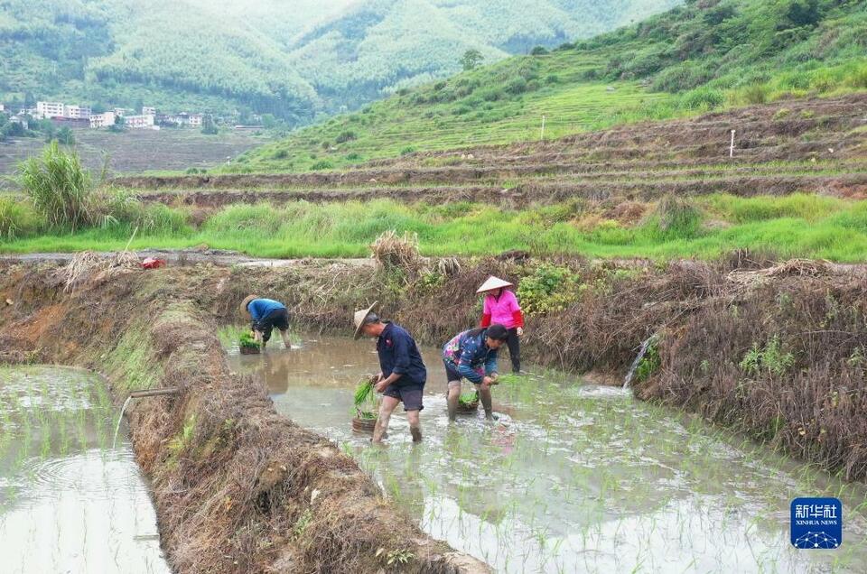 福建尤溪：联合梯田重焕生机