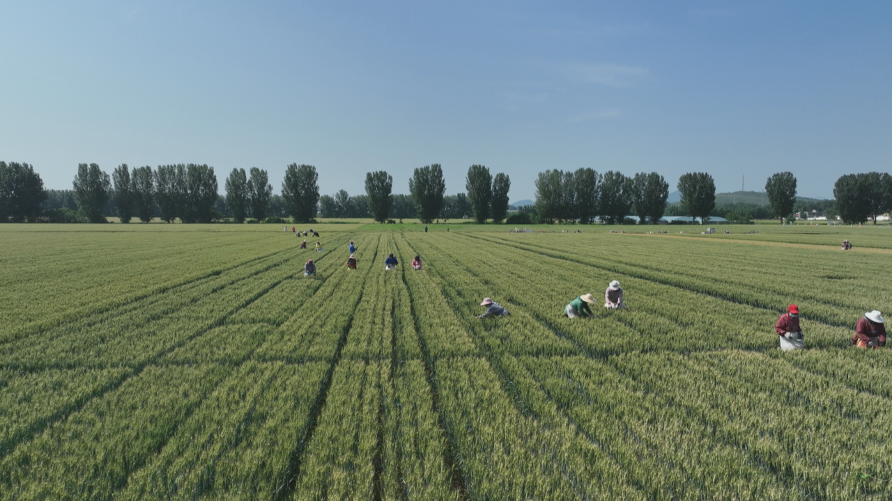 （原创）石家庄市鹿泉区：科技助力加强管理 筑牢夏粮丰收根基_fororder_图片12