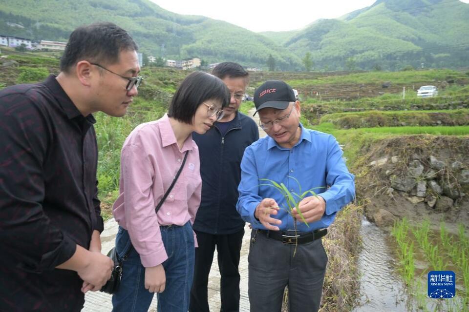 福建尤溪：联合梯田重焕生机