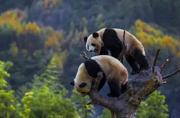 （张）世界你好，我是雅安｜畅游雅安 清凉一夏_fororder_大熊猫-供图-雅安市委宣传部