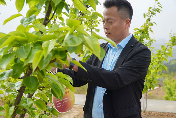 广元利州区：集体经济从0元到30余万元的“翻身仗”_fororder_“梨树认养”活动现场。蒲莎莎-摄2