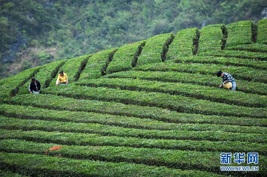 贵州安顺：春茶开采