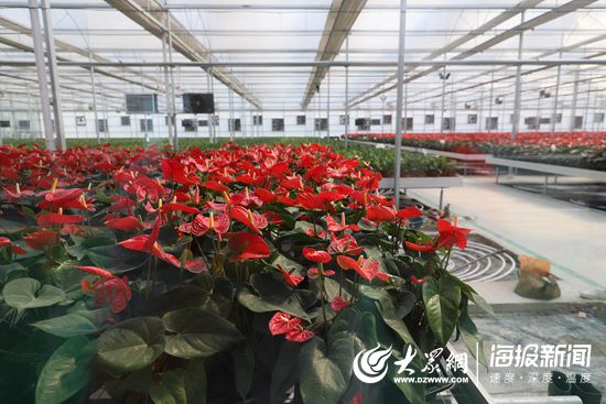 第五届济南花卉园艺博览会暨第二届济南都市农产品博览会在商河开幕