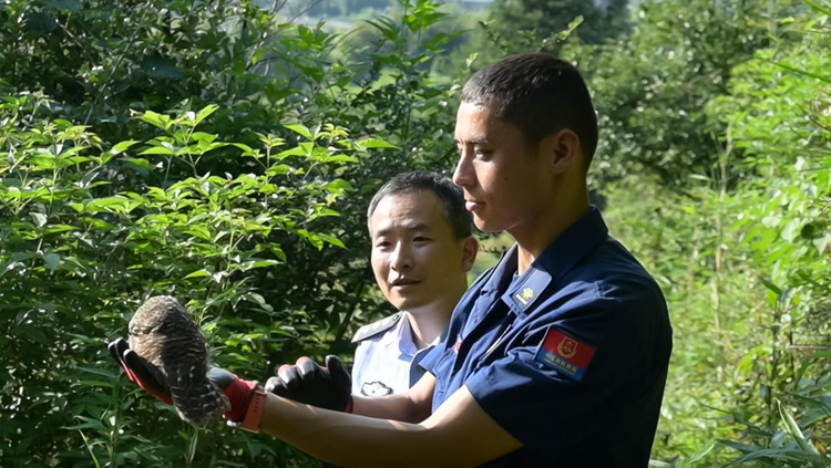 武夷山：公安消防协力救助受伤猫头鹰_fororder_图片3
