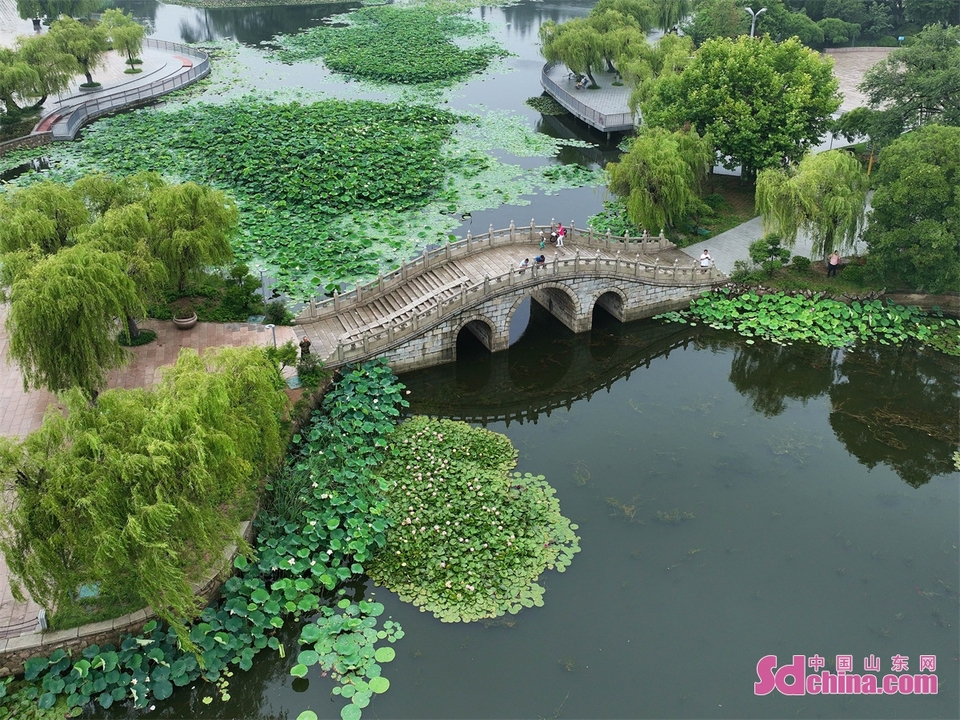 组图 | 山东青岛：夏日赏荷正当时