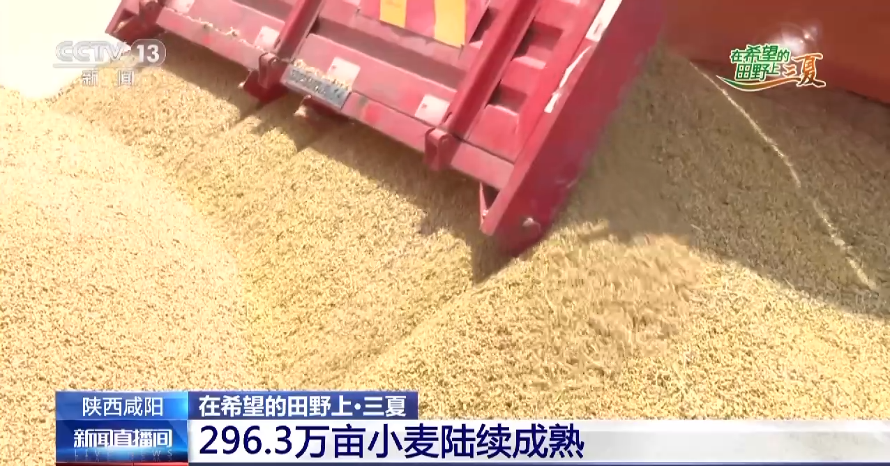 晾晒、除杂、昼夜抢收……各地多举措确保小麦颗粒归仓