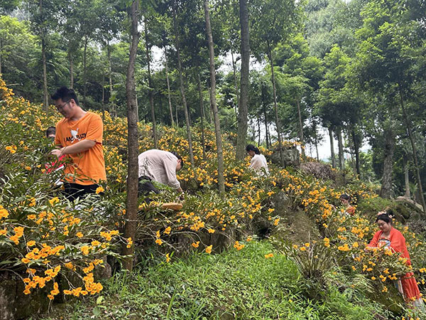 眉山丹棱：石斛开出乡村“致富花”_fororder_游客采摘石斛花-供图-丹棱县委宣传部