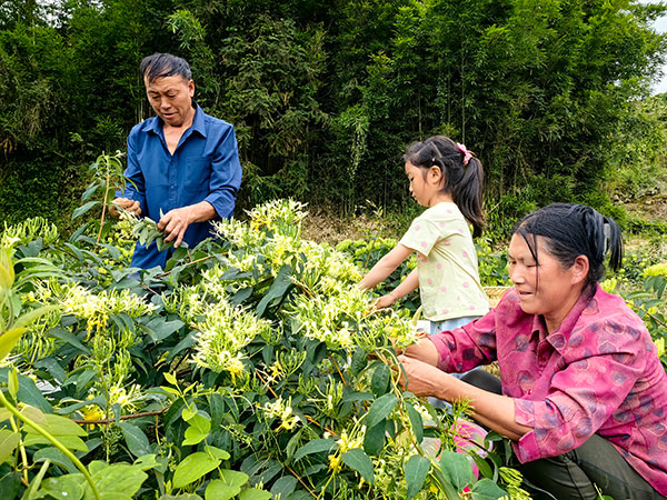 （张）宜宾筠连150亩金银花迎来采摘期_fororder_村民们正在采摘金银花--摄影詹小芹