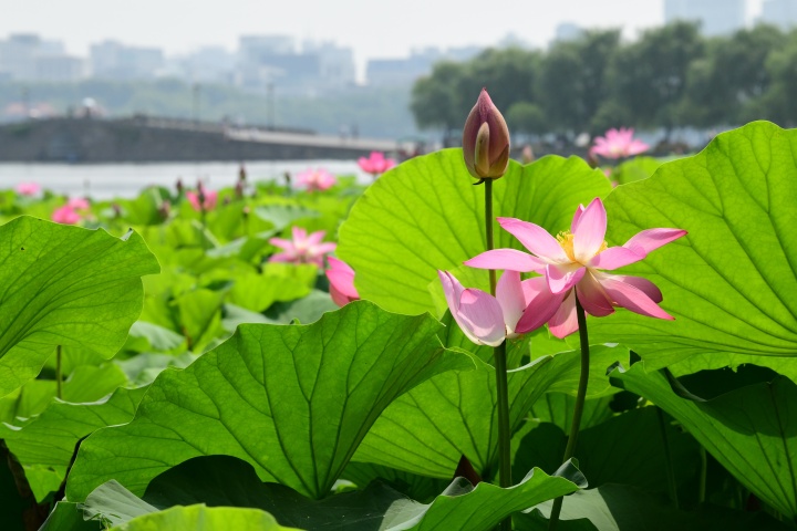 西湖荷花渐入佳境 最美在平湖秋月_fororder_1686550757302_6486b8e5d0ff8e0001f7b727
