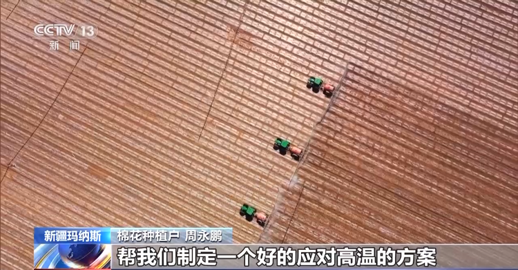 卫星遥感指导科学田管 棉花“避暑”有妙招→