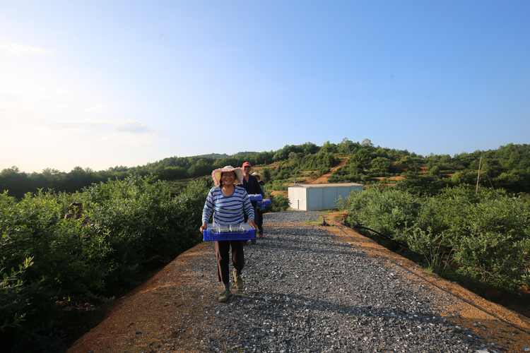 湖南衡阳县：特色产业助村民搭上乡村振兴“快车”_fororder_湖南衡阳县：特色产业助村民搭上乡村振兴“快车”