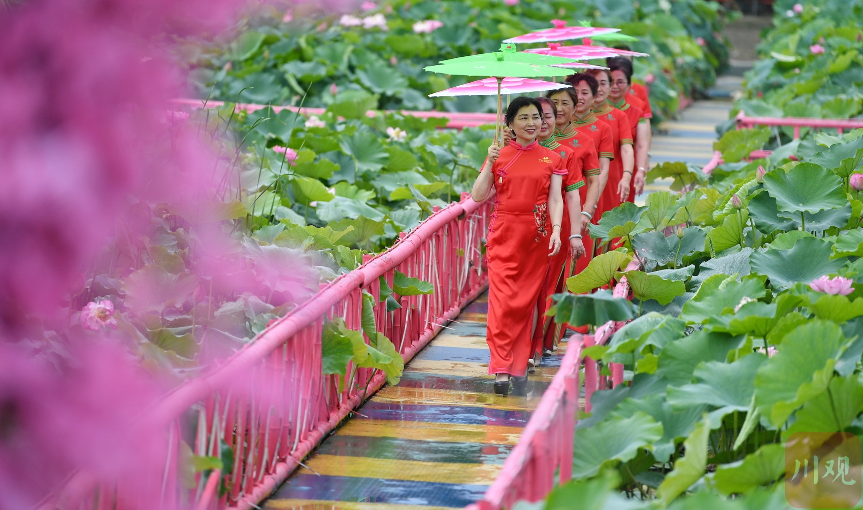 （转载）成都：荷花迎来最佳观赏期 乡村美景引客来