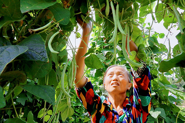 自贡贡井区：“绿豆豆”变身“金豆豆” 四季豆迎来大丰收_fororder_2村民采摘四季豆