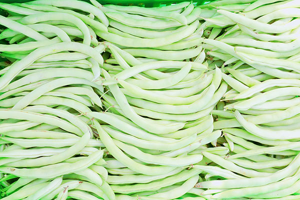 自贡贡井区：“绿豆豆”变身“金豆豆” 四季豆迎来大丰收_fororder_5四季度丰收
