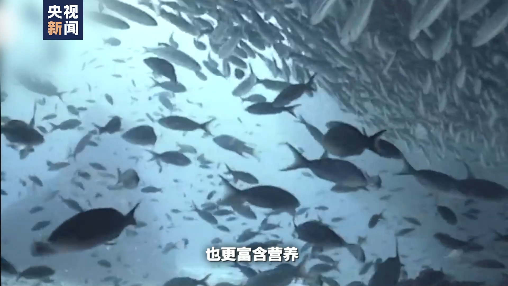 世界周刊丨全球多地再迎高温“炙烤” 气候危机亟待解决