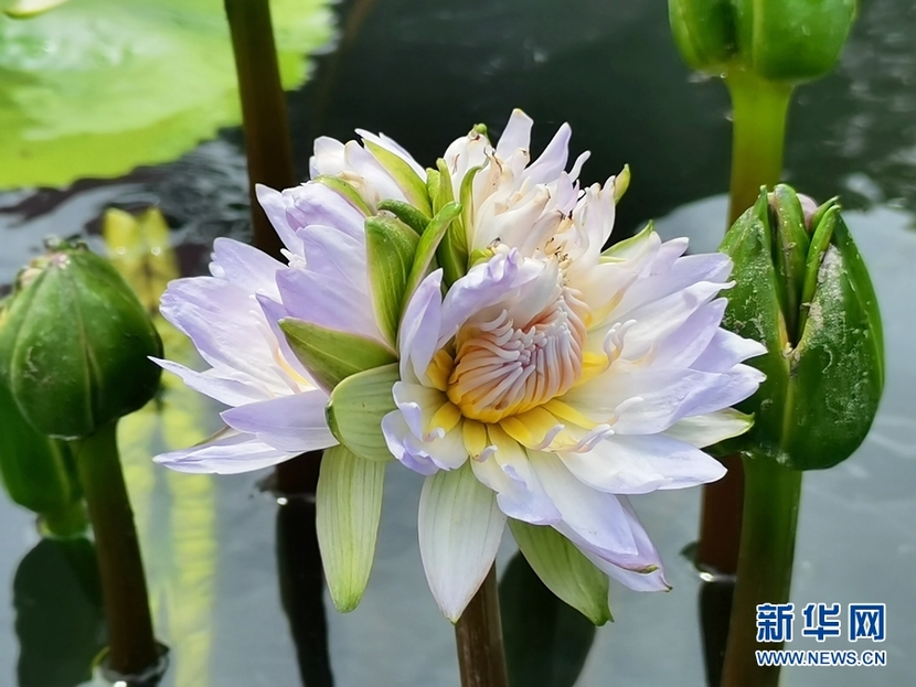 绿美广东在行动丨广州发现多朵多蒂睡莲_fororder_1129599516_16835947066031n
