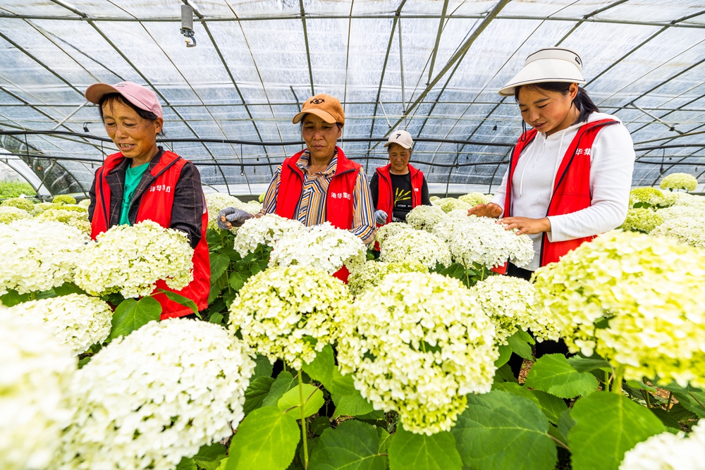 贵州赫章：绣球花开富山乡_fororder_2023年6月16日，村民在贵州省毕节市赫章县铁匠乡中井村管护盛开的绣球花。罗大富 摄 (8)
