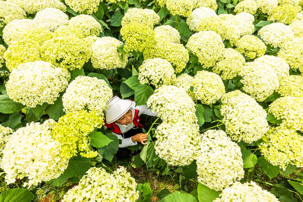 贵州赫章：绣球花开富山乡_fororder_2023年6月16日，村民在贵州省毕节市赫章县铁匠乡中井村管护盛开的绣球花。罗大富 摄 (2)
