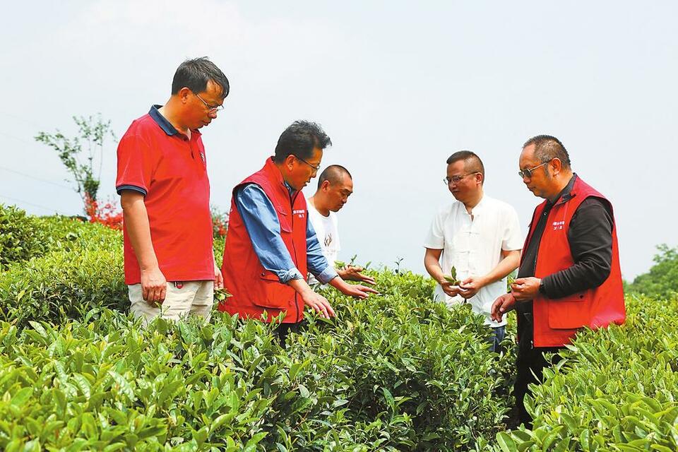 昭通大关：科技赋能做大做强茶产业_fororder_aa