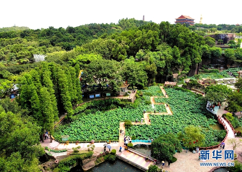 绿美广东在行动丨广州发现多朵多蒂睡莲_fororder_1129599516_16835947064601n