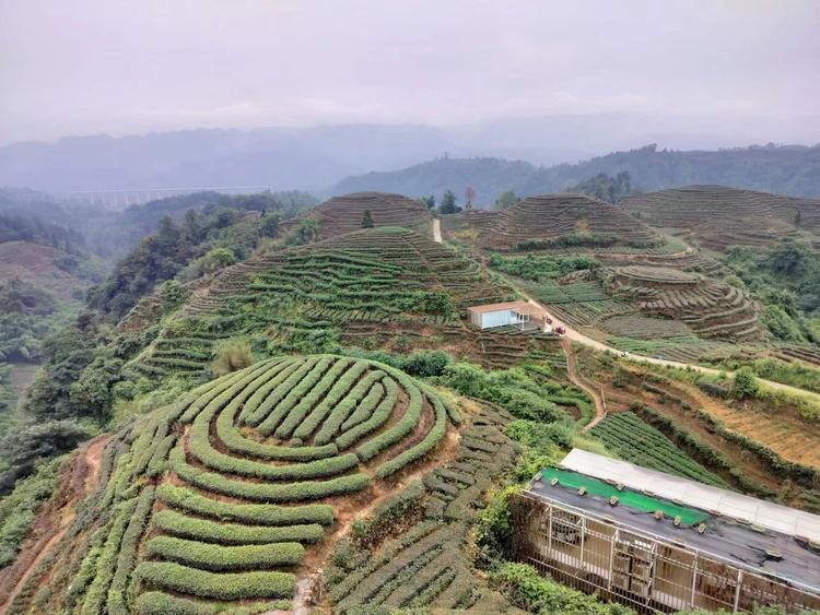 （张）聚焦雅安 探寻川藏经济协作试验区建设_fororder_雅安茶园 摄影 方秦