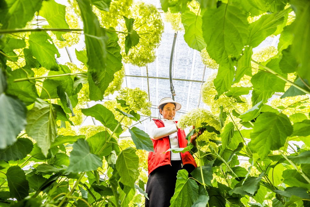 贵州赫章：绣球花开富山乡_fororder_2023年6月16日，村民在贵州省毕节市赫章县铁匠乡中井村管护盛开的绣球花。罗大富 摄 (3)