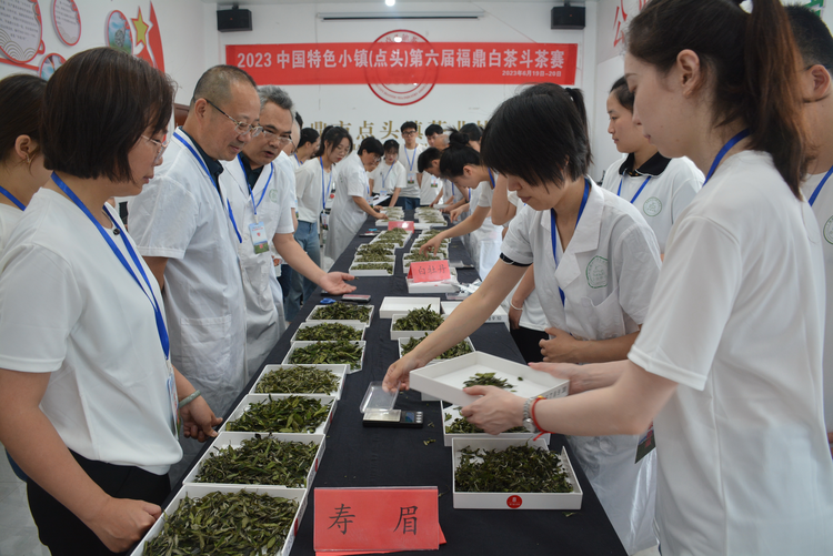 宁德举办第六届福鼎白茶（点头）斗茶赛_fororder_图片1