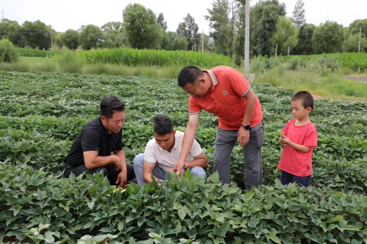 榆林横山：大古界甘薯脱毒示范基地1000亩红薯长势喜人_fororder_图片1