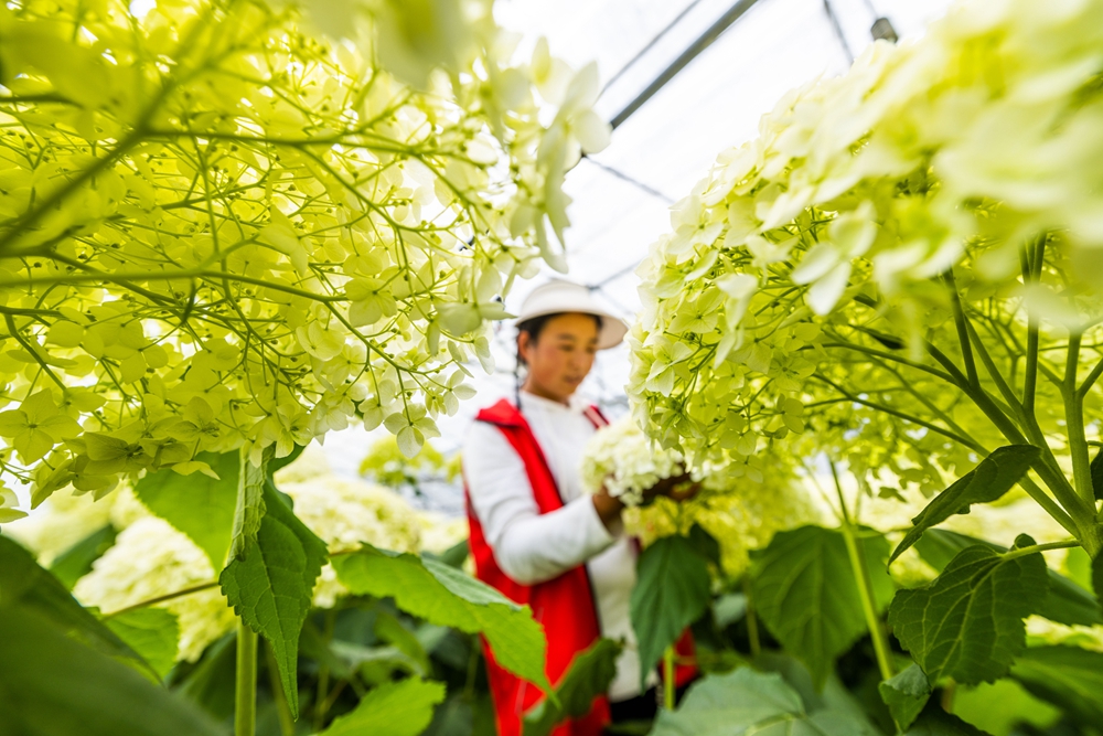贵州赫章：绣球花开富山乡_fororder_2023年6月16日，村民在贵州省毕节市赫章县铁匠乡中井村管护盛开的绣球花。罗大富 摄