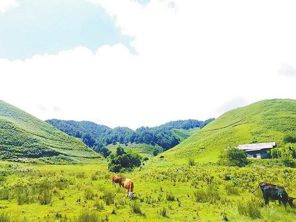 保山龙陵：林长制助推绿色经济