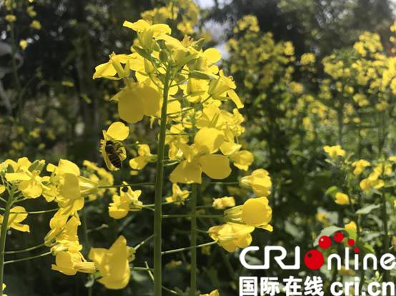 【图说荆楚】【CRI原创】赏花地图已呈现 一路看尽湖北繁花