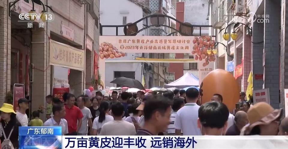 广东郁南 万亩黄皮迎丰收 远销海外
