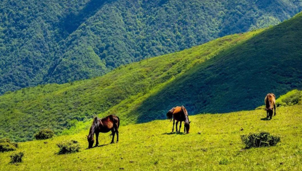 【原创】去四川越西 过一个清凉的彝族火把节_fororder_微信图片_20230626120936