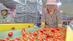 中宁县多元联动助村集体经济“多点开花”