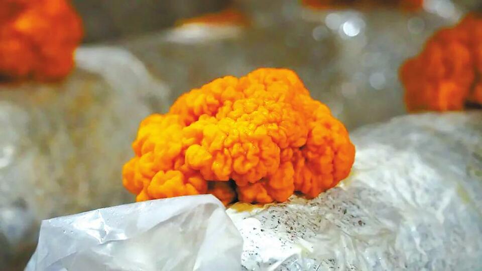 玉溪华宁食用菌实现多元化种植