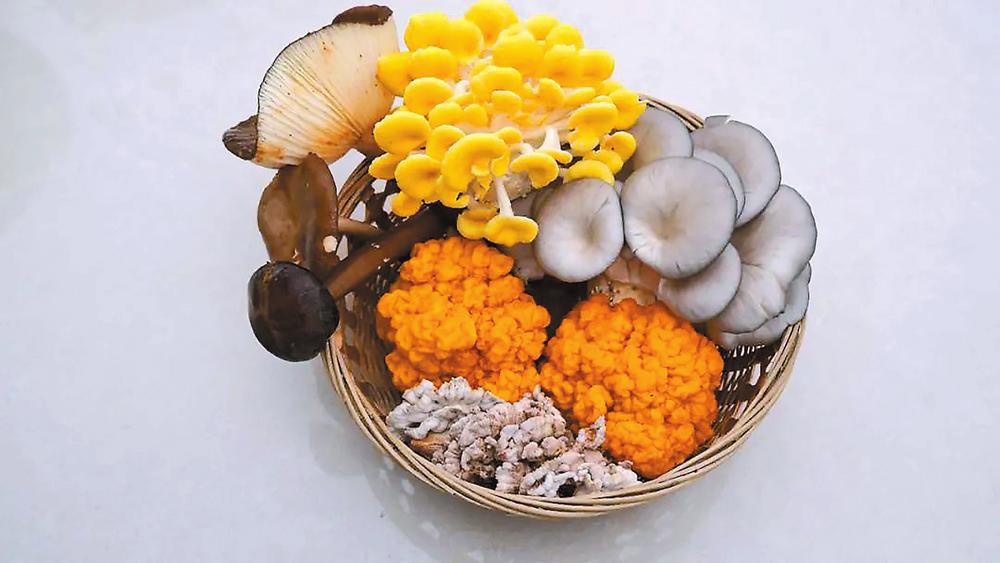 玉溪华宁食用菌实现多元化种植_fororder_e3
