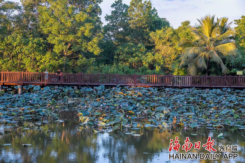 屯昌：湿地公园成为市民消暑好去处