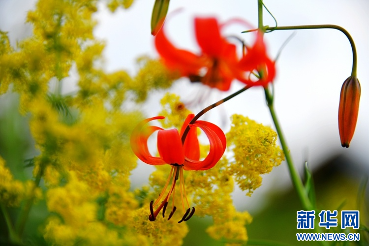 呼伦贝尔夏季草原：繁花似锦景色迷人_fororder_11