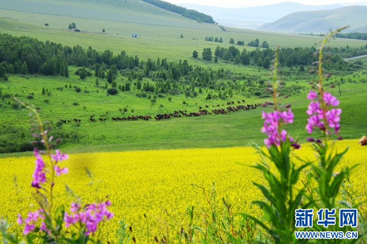 呼伦贝尔夏季草原：繁花似锦景色迷人_fororder_9