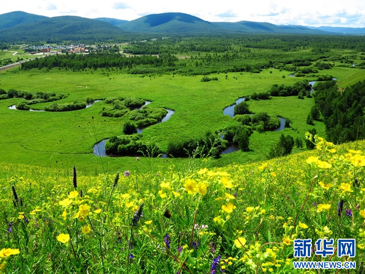 呼伦贝尔夏季草原：繁花似锦景色迷人_fororder_4